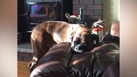 Funny Boxer Dog Wakes Himself Up