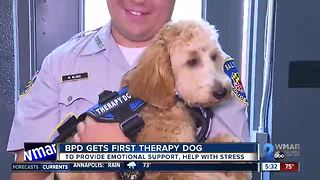 Baltimore Police Department gets first therapy dog