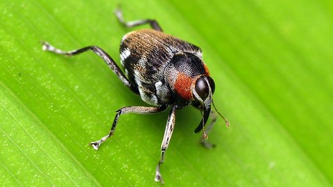 Fly-mimicking weevil communicates by drumming with snout