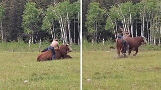Guy tries to mount bull in field, instantly falls off