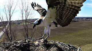 Stunning footage of fish eagle arriving with dinner in its talons