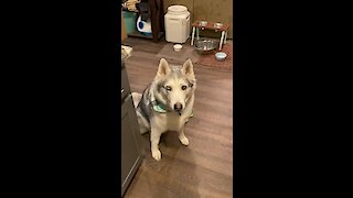 Stubborn husky is master manipulator!