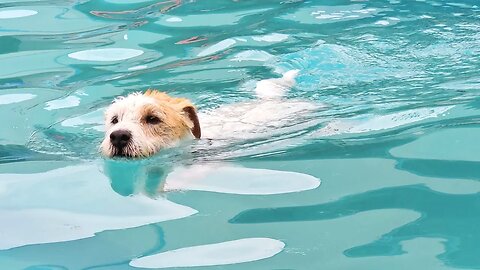 Ares is an amphibious Jack Russell Terrier
