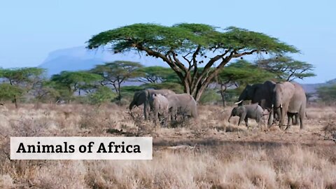 Animals of Africa