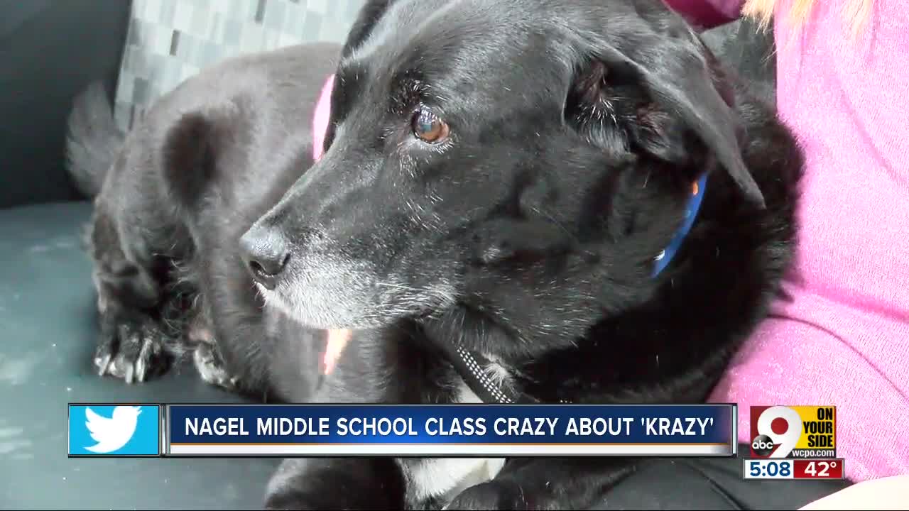 ‘Krazy’ the black lab brings calm to Nagel Middle School students