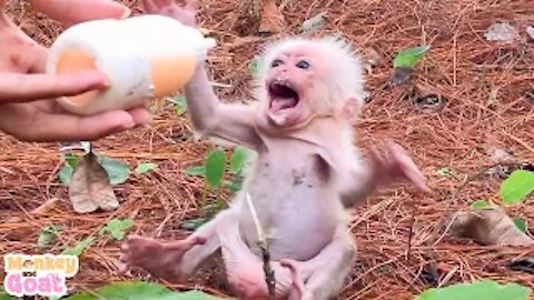 Baby monkey crave milk