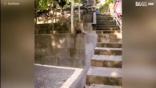 Macaco no Bali tenta atacar e assusta turista!