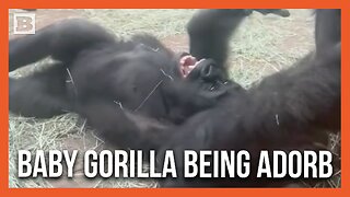 Pure Joy: Baby Gorilla Delights in Tickles from Its Mother at Fort Worth Zoo
