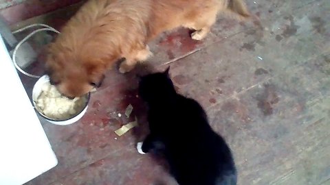Friendly breakfast of a cat and dog