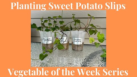 Planting Sweet Potato Slips in Michigan Made Easy // Gardening at the Simongetti North