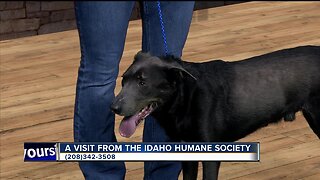 Idaho Humane Society: Ace!