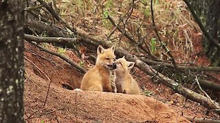 Fox Kits Frolic In The Woods Surrounded By Singing Birds
