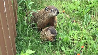 Baby Ground Hog, Whistle Pig, Wood Chuck living under my pool deck