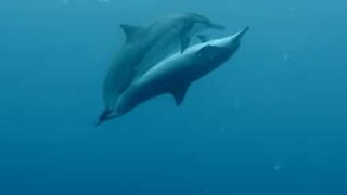 Dykker filmer delfiner i et... intimt øyeblikk