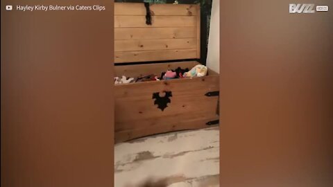 Cadela ajuda em casa ao arrumar os brinquedos