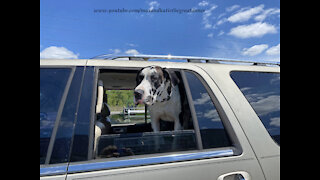 Excited Great Danes Go For A Car Ride To Pick Up A New Red Ride