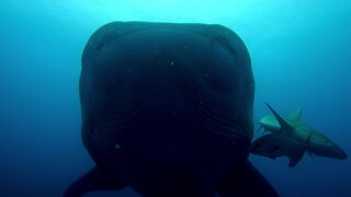 Gigantic whale shark cruises right over thrilled scuba diver