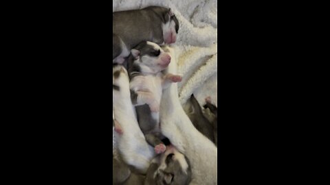 Kita’s babies turn five days old today!