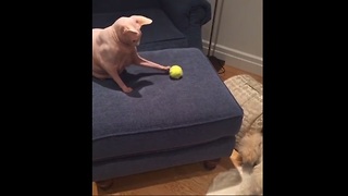 Cat and dog play fetch together