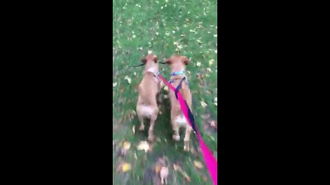 Puppy best friends preciously carry stick together