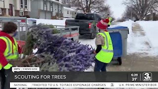 Recycle live Christmas trees through Scouting for Trees program