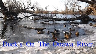 Ducks On The Ottawa River, Ottawa, ON, CA.