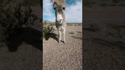 Came Across This Cute Baby Burro While Exploring Abandoned Mines