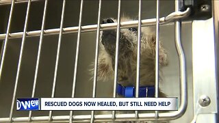 Akron dogs cured of mange, still need your help