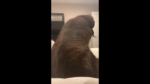 Giant Newfoundland’s zoomies cause chaos on owner's bed