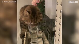 Gato adora beber água em um copo!