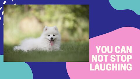 You will laugh at all the Puppys 🤣 Funny DOG Videos 😂🐶