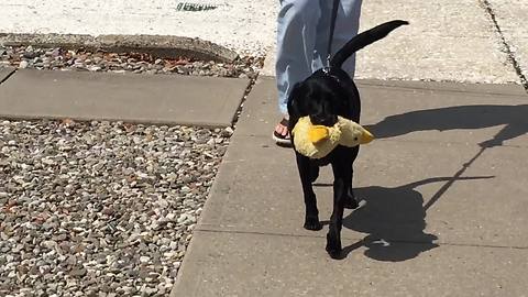 This Pooch Would Not Part From Her Favorite Stuffed Animal Even For A Walk