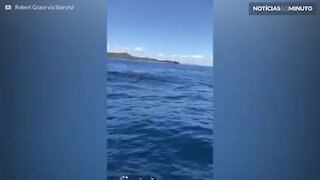 Jetski é cercado por dezenas de tubarões na Austrália