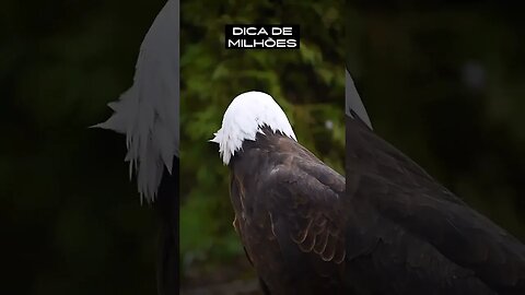 DICA DE MILHÕES-The Best video #shorts
