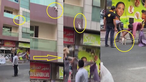 Men Saved A Cat Fall From A High Building at Dubai - Watch Video