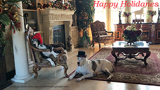 Festive Great Danes sport their awesome Christmas hats