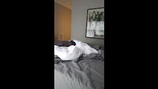 Funny kid jumps into bed