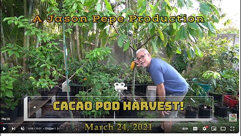 Growing Chocolate Trees in Florida - How and When to Harvest Cacao Pods