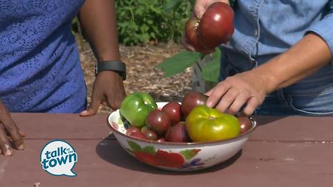 Trouble Shooting Tomato Problems