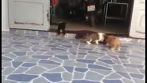 Mischievous puppies - So cute