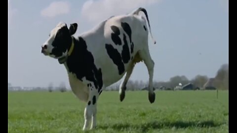 HAPPY COWS DANCING RUNNING SKIPPING OUT AND JUMPING IN THE FIELD VIDEO