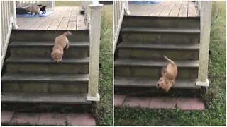 Ce bébé labrador fait une chute adorable