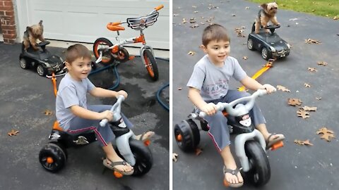 Yorkie Gracefully Rides Toy Car While Towed By Kid On Bike