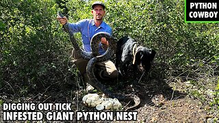 Digging Out Tick Infested Cavern For A Python On Active Nest