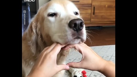Dog Fails At Snoot Challenge