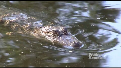Alligator swims in for a closer look