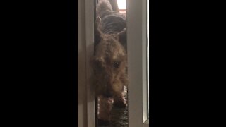 Oscar Looks through the Door
