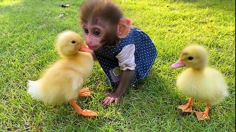Baby monkey Bon Bon has fun playing with So cute ducklings in the garden and eats watermelon videos |Funny animal videos Pet animal videos cute animal videos funny monkey videos|