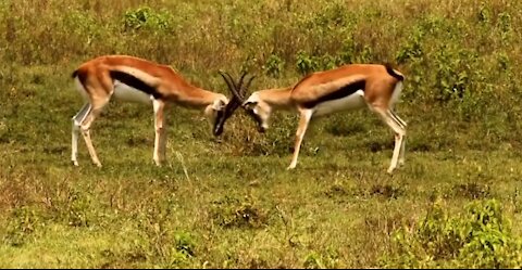 Beautiful wild animals.. Looking deeply and feel