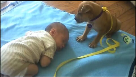 Sleepy Puppy Falls Asleep on Baby | Watch Viral Video